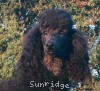 A photo of X. Skye of Sunridge, a blue standard poodle