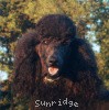 A photo of X. Skye of Sunridge, a blue standard poodle