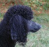 A photo of X. Skye of Sunridge, a blue standard poodle