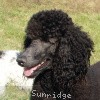 A photo of X. Skye of Sunridge, a blue standard poodle