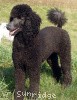 A photo of X. Skye of Sunridge, a blue standard poodle