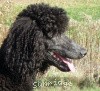 A photo of X. Skye of Sunridge, a blue standard poodle