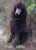 A photo of X. Skye of Sunridge, a blue standard poodle