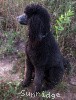 A photo of X. Skye of Sunridge, a blue standard poodle