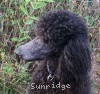 A photo of X. Skye of Sunridge, a blue standard poodle