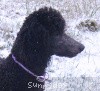 A photo of X. Skye of Sunridge, a blue standard poodle