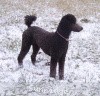 A photo of X. Skye of Sunridge, a blue standard poodle