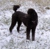 A photo of X. Skye of Sunridge, a blue standard poodle