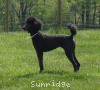 A photo of X. Skye of Sunridge, a blue standard poodle