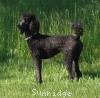 A photo of X. Skye of Sunridge, a blue standard poodle