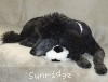 A photo of X. Skye of Sunridge, a blue standard poodle