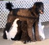 A picture of X. Skye of Sunridge, a blue standard poodle
