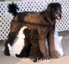 A photo of X. Skye of Sunridge, a blue standard poodle