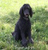 A photo of X. Skye of Sunridge, a blue standard poodle