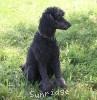 A photo of X. Skye of Sunridge, a blue standard poodle