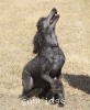 A photo of X. Skye of Sunridge, a blue standard poodle