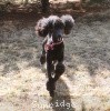 A photo of Sunridge Midnight Princess, a blue standard poodle