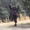 A photo of Sunridge Midnight Princess, a blue standard poodle