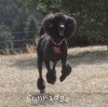 A photo of Sunridge Midnight Princess, a blue standard poodle