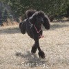 A photo of Sunridge Midnight Princess, a blue standard poodle