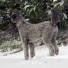 A photo of Sunridge Crystal Masterpiece, a silver standard poodle