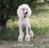 A photo of Sunridge Untouchable Elegance, a white standard poodle