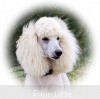 A photo of Sunridge Untouchable Elegance, a white standard poodle