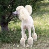 A photo of Sunridge Untouchable Elegance, a white standard poodle