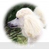 A photo of Sunridge Untouchable Elegance, a white standard poodle