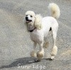 A photo of Sunridge Untouchable Elegance, a white standard poodle