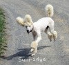 A picture of Sunridge Untouchable Elegance, a white standard poodle
