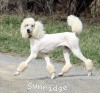 A photo of Sunridge Untouchable Elegance, a white standard poodle