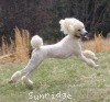 A photo of Sunridge Untouchable Elegance, a white standard poodle