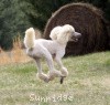 A photo of Sunridge Untouchable Elegance, a white standard poodle