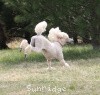 A photo of Sunridge Untouchable Elegance, a white standard poodle