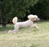 A photo of Sunridge Untouchable Elegance, a white standard poodle