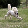 A photo of Sunridge Untouchable Elegance, a white standard poodle