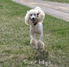 A photo of Sunridge Untouchable Elegance, a white standard poodle