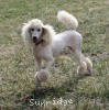 A photo of Sunridge Untouchable Elegance, a white standard poodle