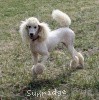 A photo of Sunridge Untouchable Elegance, a white standard poodle