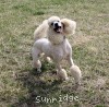 A photo of Sunridge Untouchable Elegance, a white standard poodle