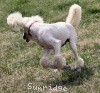 A photo of Sunridge Untouchable Elegance, a white standard poodle