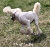 A photo of Sunridge Untouchable Elegance, a white standard poodle