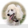 A photo of Sunridge Untouchable Elegance, a white standard poodle