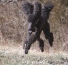 A photo of Sunridge Midnight Princess, a blue standard poodle