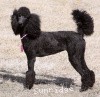 A photo of Sunridge Midnight Princess, a blue standard poodle