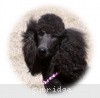 A picture of Sunridge Midnight Princess, a blue standard poodle