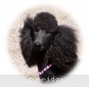 A photo of Sunridge Midnight Princess, a blue standard poodle