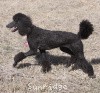 A photo of Sunridge Midnight Princess, a blue standard poodle