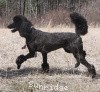 A photo of Sunridge Midnight Princess, a blue standard poodle